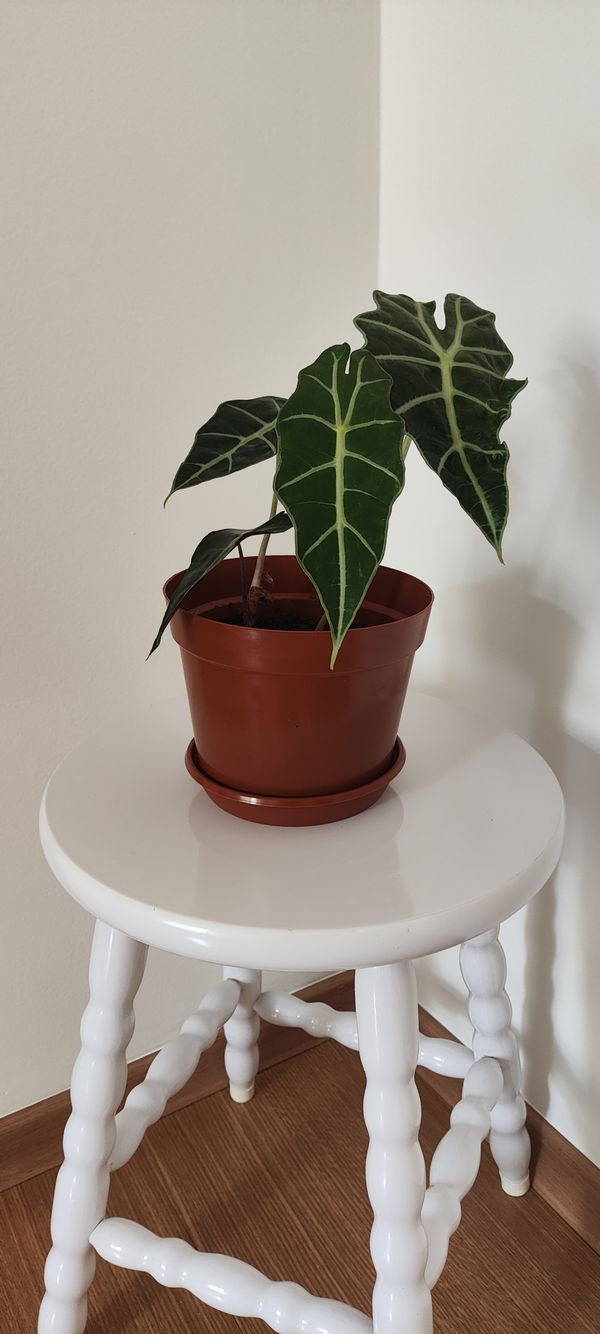 Identificação da planta Alocasia-amazonica ou Cara-de-Burro por foto