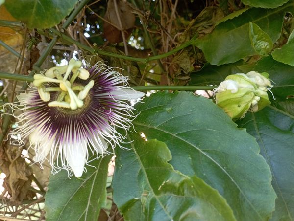 Identificação da planta Maracujá por foto