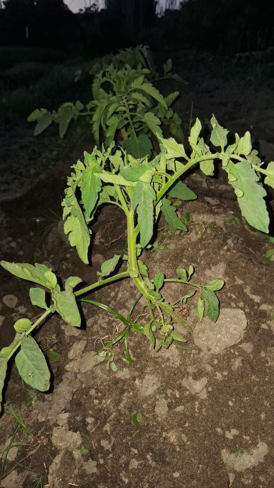 Identificação da planta Tomate por foto