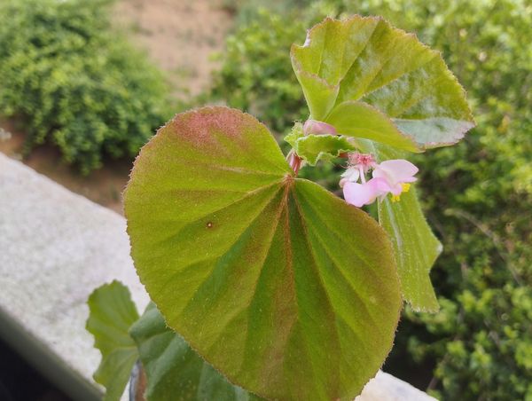 Identificação da planta Begônia por foto