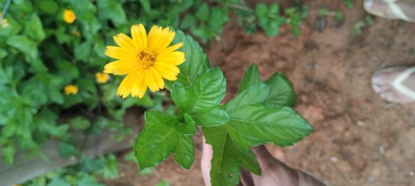 Identificação da planta Wedelia por foto