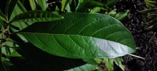 Identificação da planta Marupazinho por foto