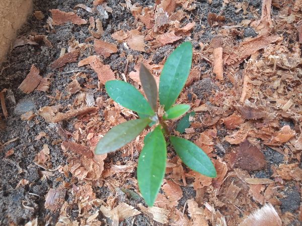 Identificação da planta Abricó-de-jardim por foto