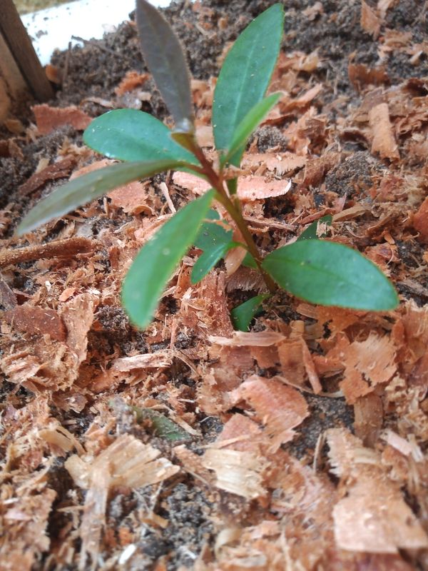 Identificação da planta Caqui-preto por foto