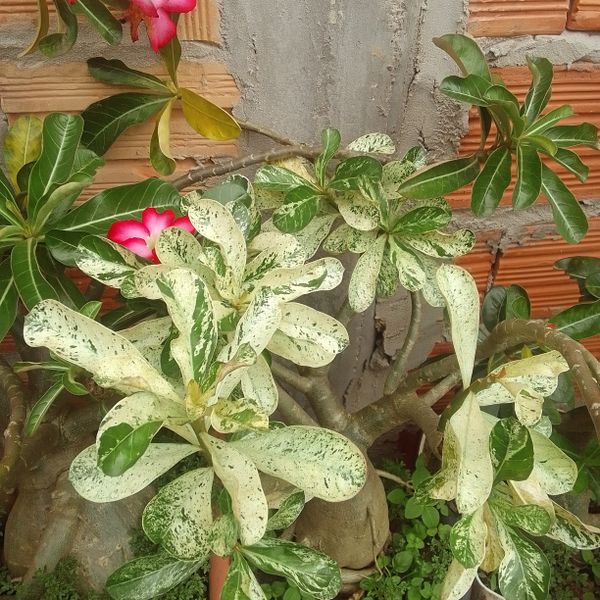 Identificação da planta Rosa do deserto por foto