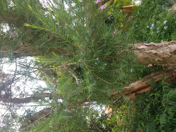 Identificação da planta Árvore-do-papel por foto