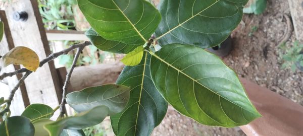 Identificação da planta Jaca por foto
