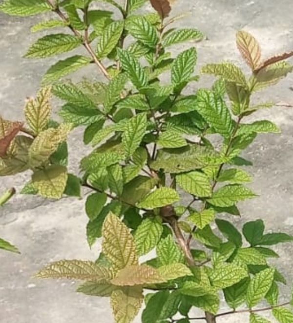 Identificação da planta Cerejeira-do-mato por foto