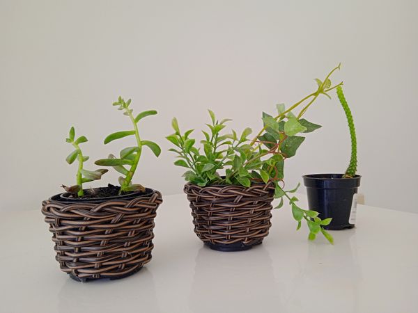 Identificação da planta Colar de Golfinho por foto