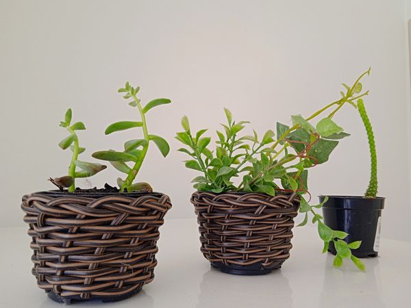 Identificação da planta Colar de Golfinho por foto