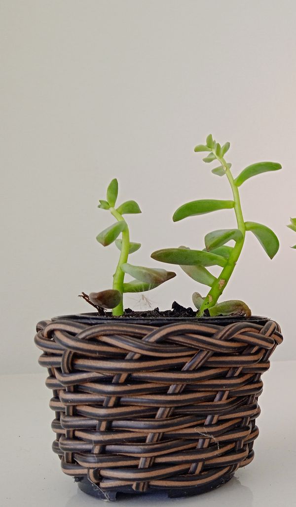 Identificação da planta Sedum rubrotinctum por foto