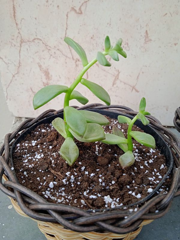 Identificação da planta Rabo-de-burro por foto