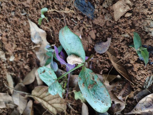 Identificação da planta Carapiá por foto