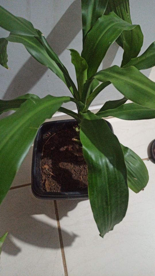 Identificação da planta Pau-d'água por foto