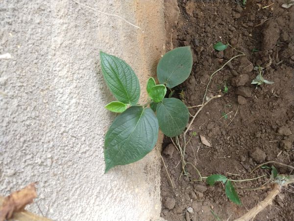 Identificação da planta Jaborandi-manso por foto