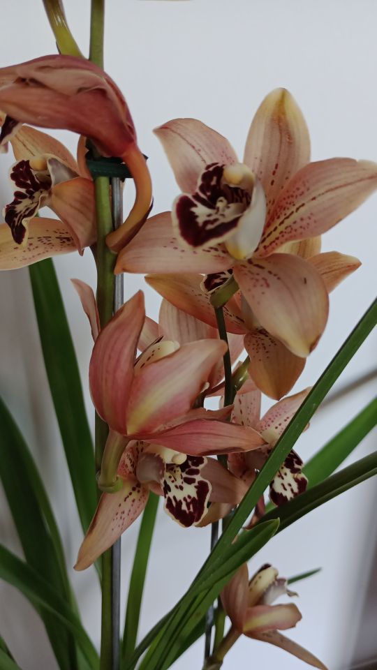 Identificação da planta Orquidea por foto