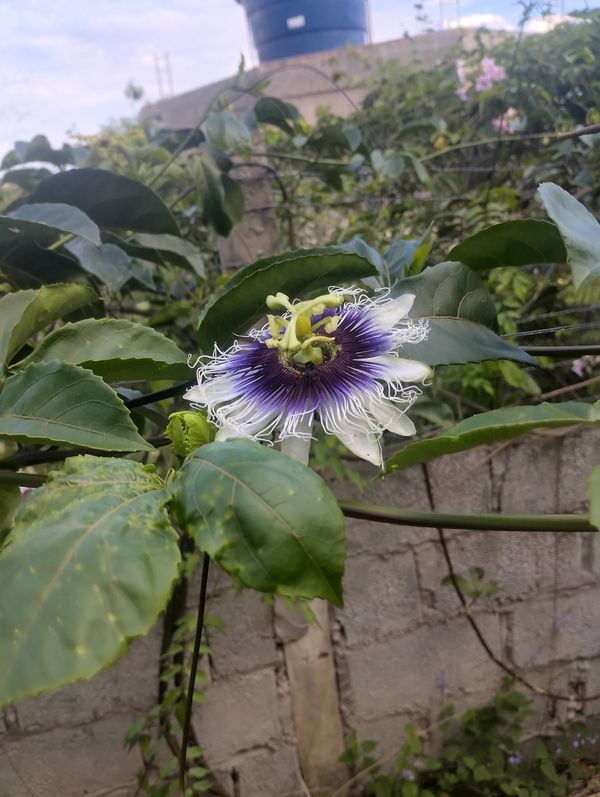 Identificação da planta Maracujá por foto