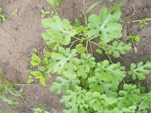 Identificação da planta Melancia por foto