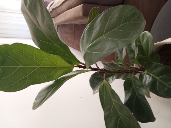 Identificação da planta Espinafre-indiano por foto