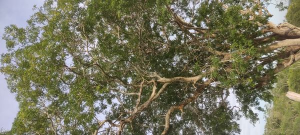 Identificação da planta Chanfuta por foto