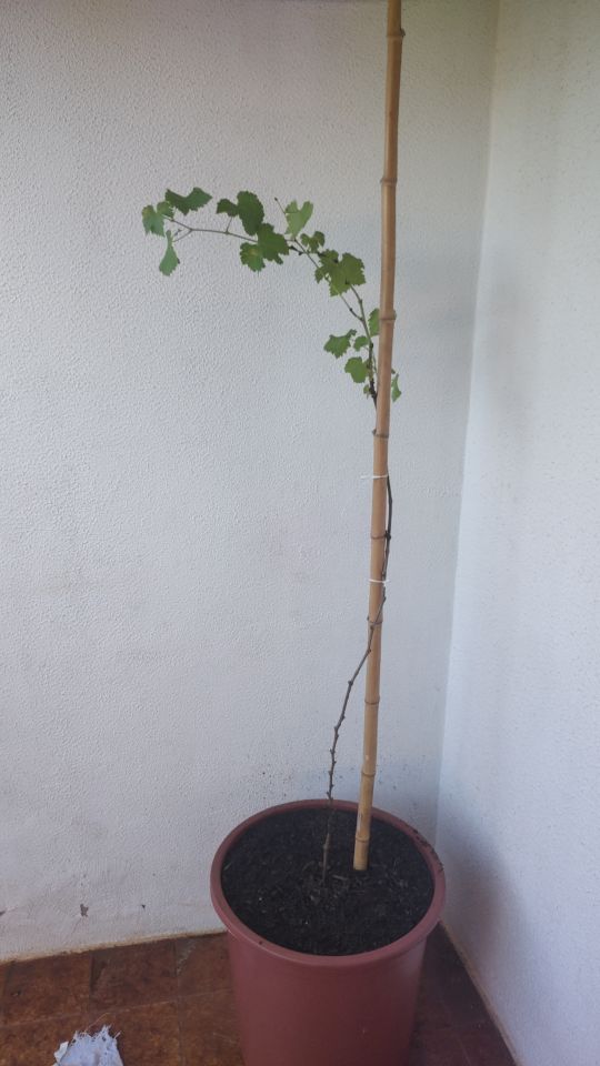 Identificação da planta Uva por foto