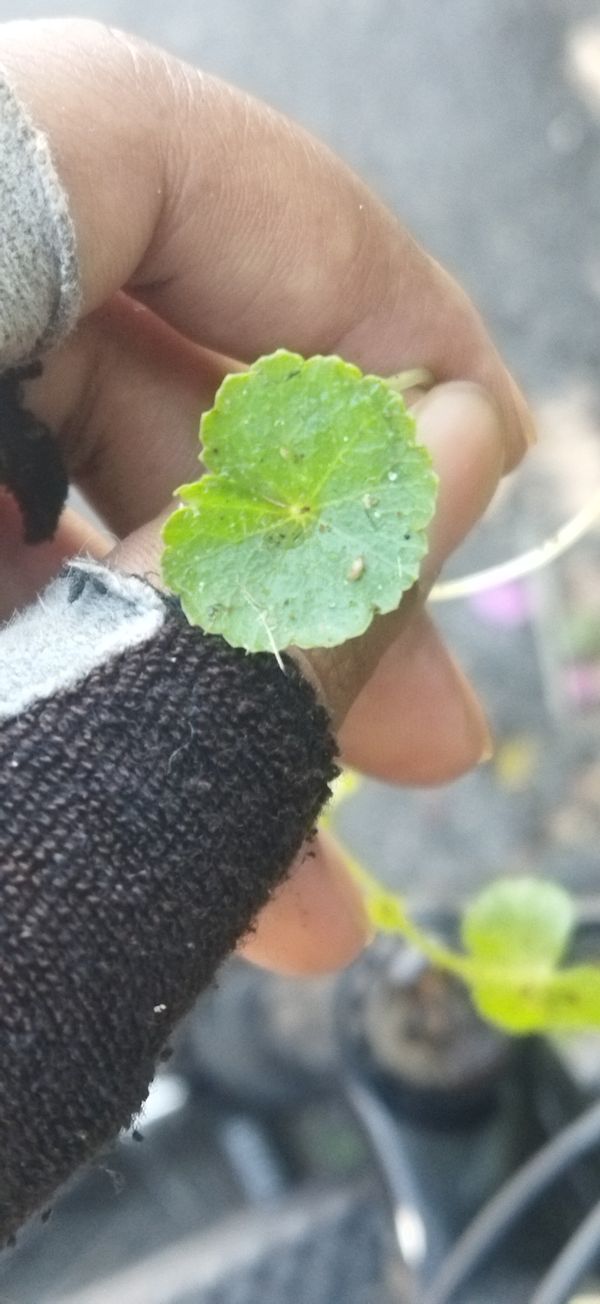 Identificação da planta Acariçoba por foto