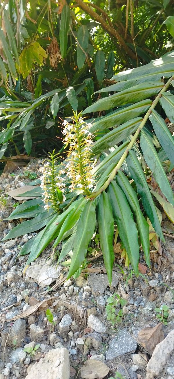 Identificação da planta Gengibre-amarelo por foto