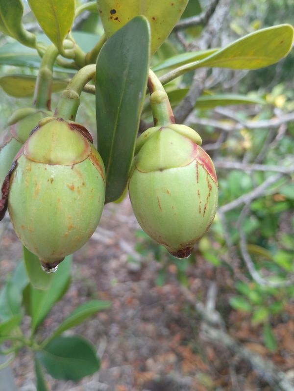 Identificação da planta Abaneiro por foto