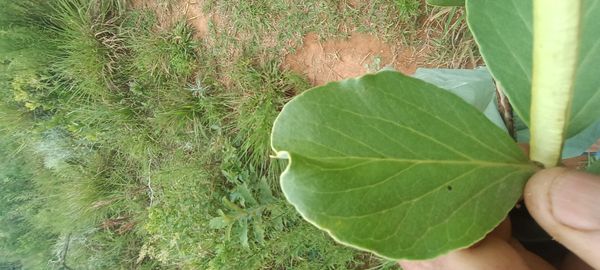 Identificação da planta Cabeludinha por foto