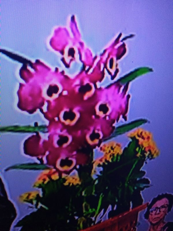 Identificação da planta Orquídea bambu por foto