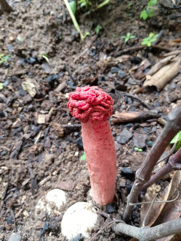 Identificação da planta Flor-cadáver por foto