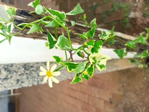 Identificação da planta Jiboia falsa por foto