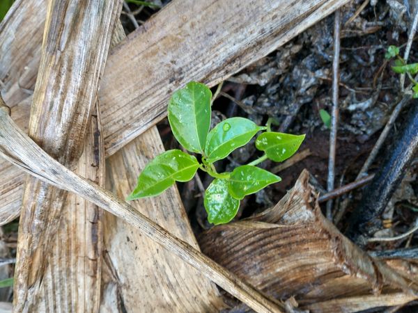 Identificação da planta Maracujá por foto