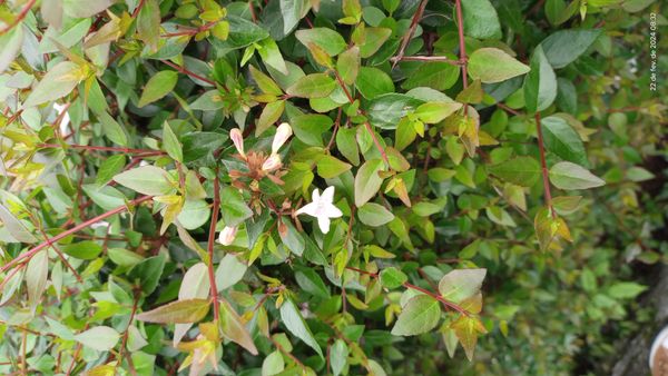 Identificação da planta Abélia por foto