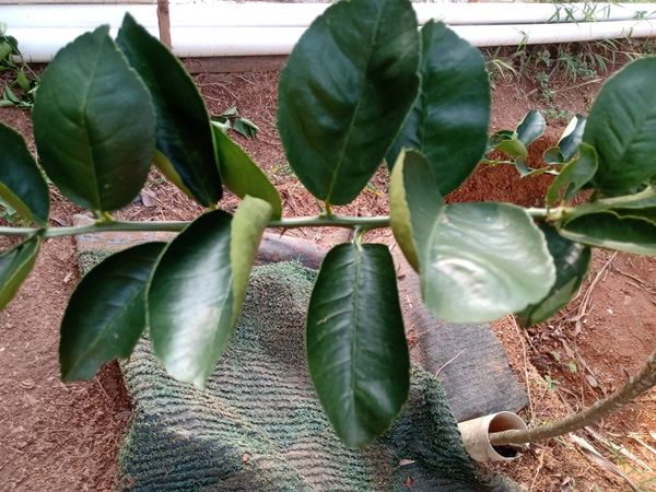 Identificação da planta Pomelo por foto