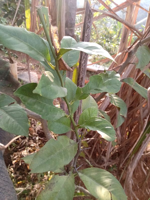 Identificação da planta Limão por foto