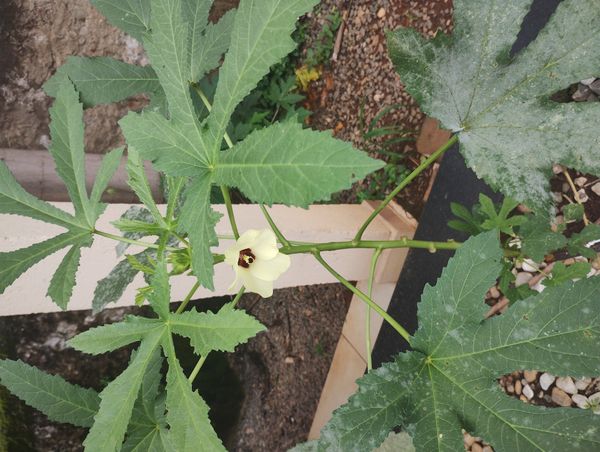 Identificação da planta Quiabo por foto