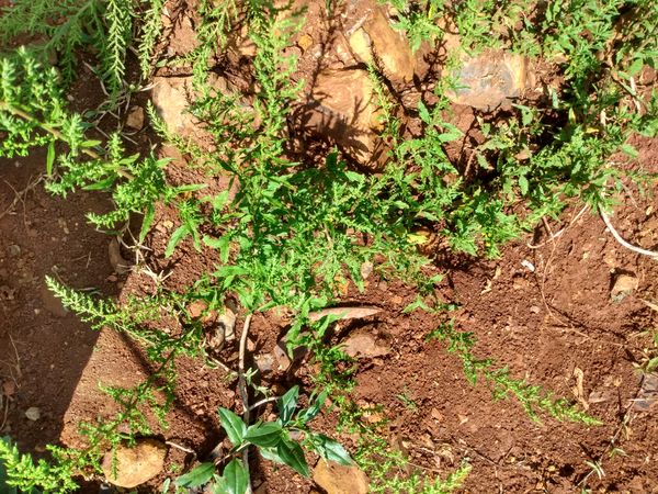 Identificação da planta Mastruz por foto