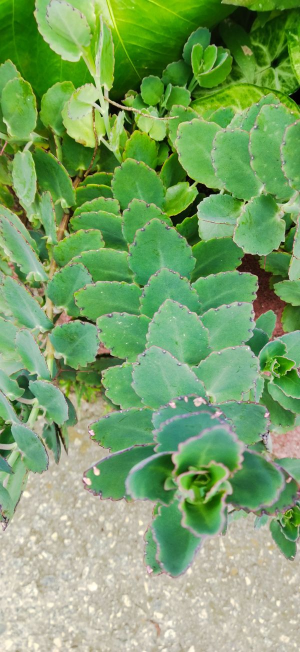 Identificação da planta Planta-panda por foto
