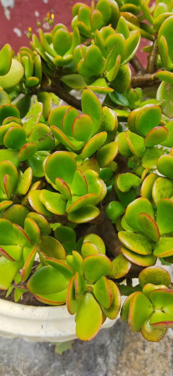 Identificação da planta Planta-jade por foto