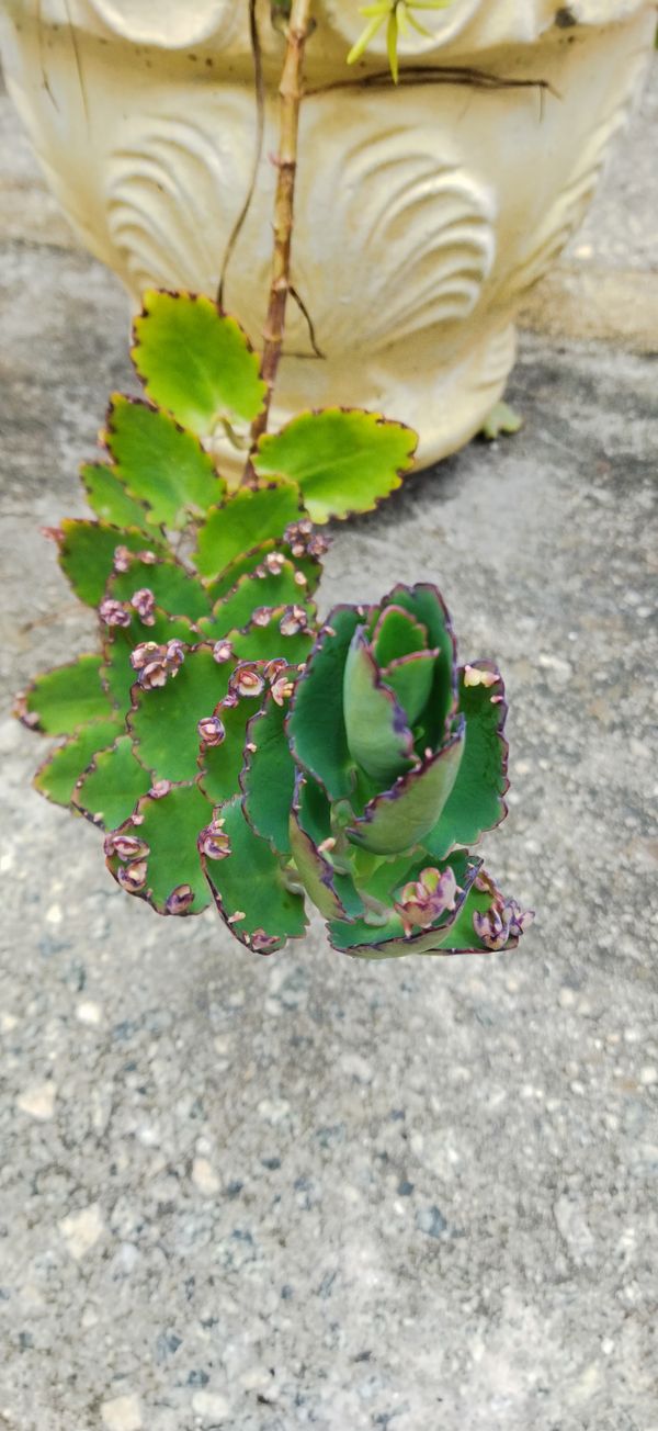 Identificação da planta Planta-panda por foto