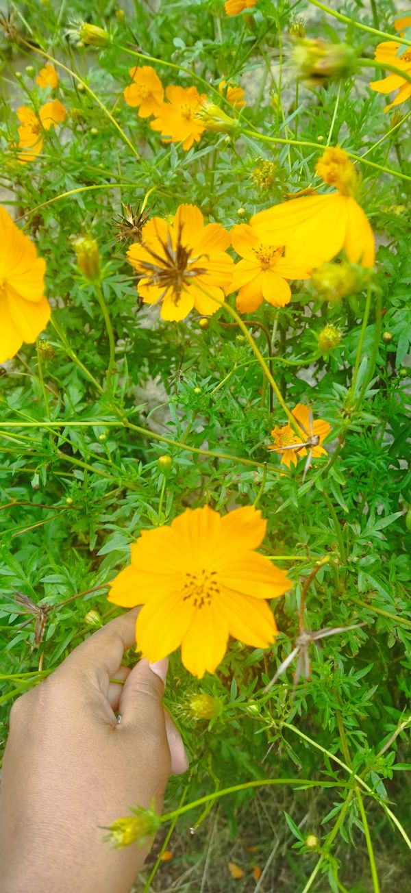 Identificação da planta Cosmos por foto