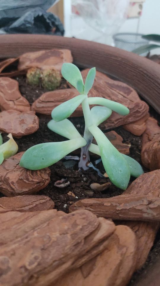 Identificação da planta Suculenta Estrelada por foto