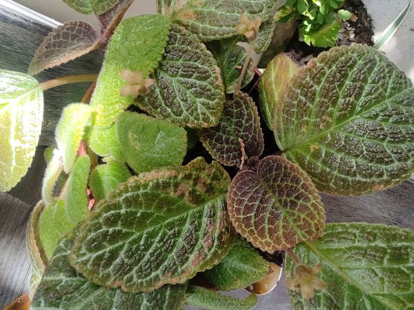 Identificação da planta Peixinho por foto