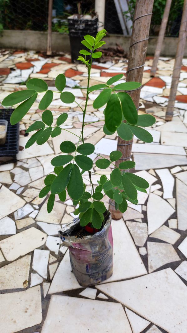 Identificação da planta Cássia-dos-brejos por foto