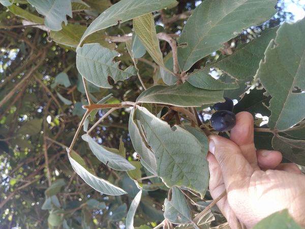 Identificação da planta Tarumã-do-cerrado por foto