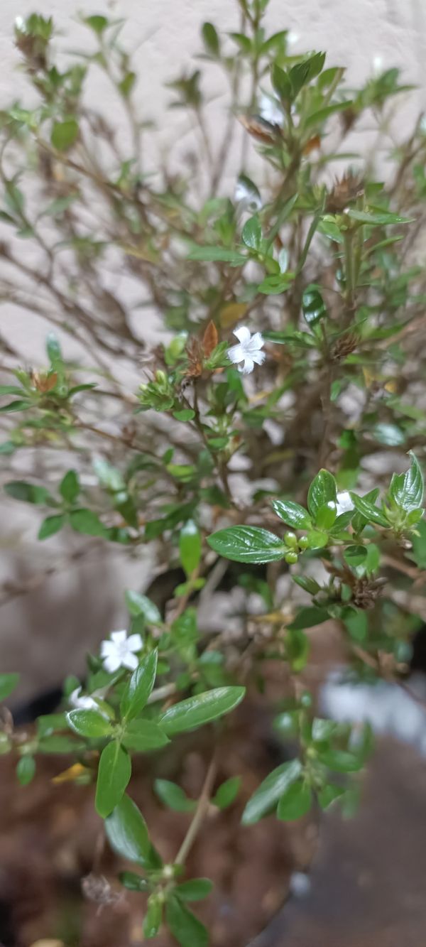 Identificação da planta Árvore-da-felicidade por foto