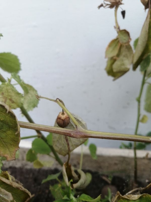 Identificação da planta Malva-branca por foto