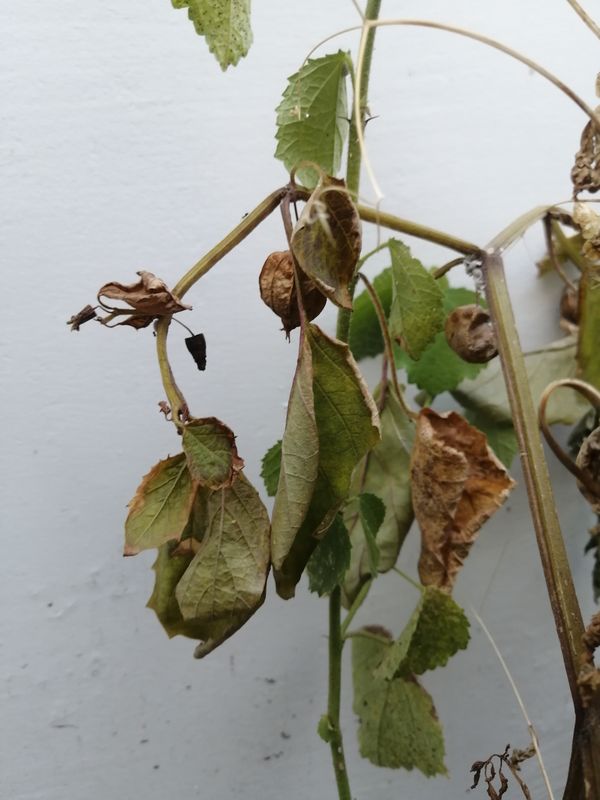 Identificação da planta Camapu por foto