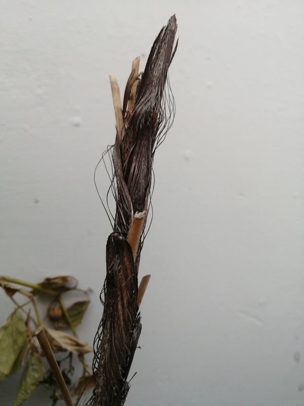Identificação da planta Junco por foto